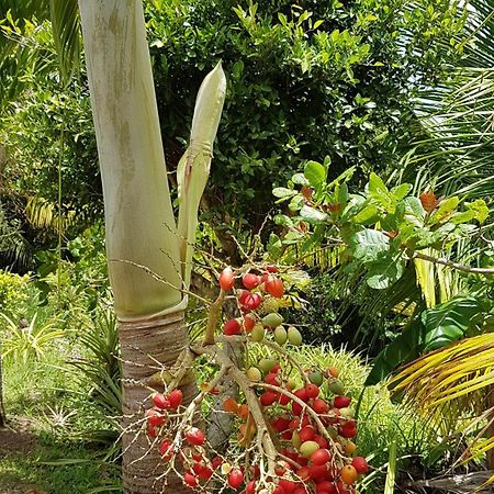 Villa Kaye Mango à Soufrière Extérieur photo